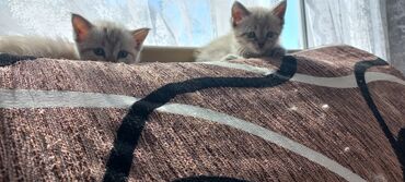 британские голубые котята купить: Котята 1штука 1000 сом. шучу. так отдам. возраст пошел 2й месяц