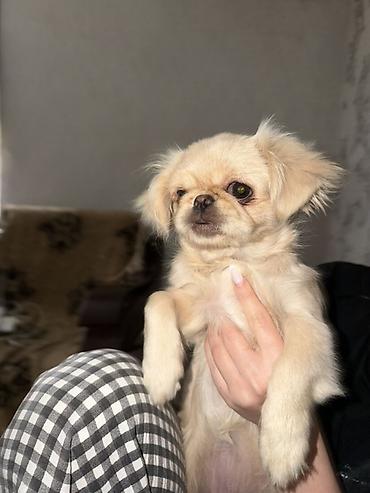 it balasi type 0: Pekines, 3 ay, Dişi — 2