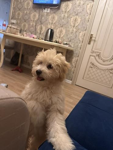 itlerin ucuz qiymete satisi: Maltipoo balası – ağ-krem rəngli, qıvırcıq, hipoallergen tüklü kiçik — 2