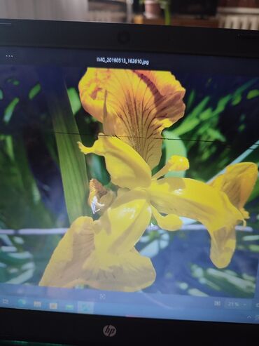 Садовые цветы и кустарники: Саженцы цветка: Платная доставка — 7