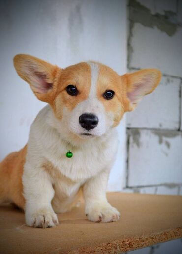 Psi: Prelepi štenci Welsh Corgi Pembroke, od odličnih roditelja: D.O.B — 1
