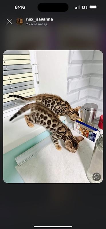 кошка манас: Бенгальские котята с ярким розеточным окрасом - Порода: бенгальская — 3