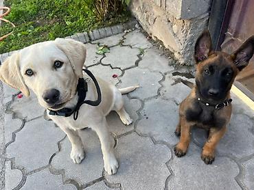 Продажа собак: 🐕 ДРЕССИРОВКА СОБАК | ПЕРЕДЕРЖКА + ОБУЧЕНИЕ 🐾 Опыт работы с собаками — 20
