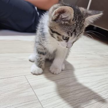 котята норвежской лесной кошки: Котята, полосатики и тигровые — домашние малыши - Порода: беспородные — 3