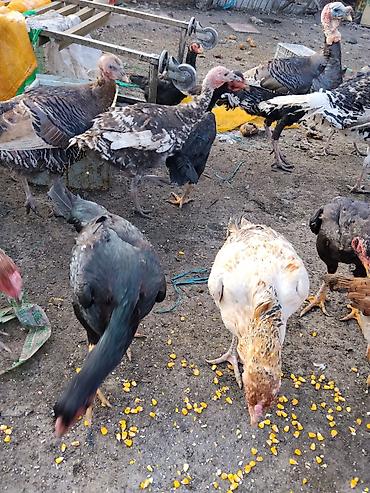 Другие с/х животные: Продаются сельскохозяйственные птицы смешанного поголовья для — 32
