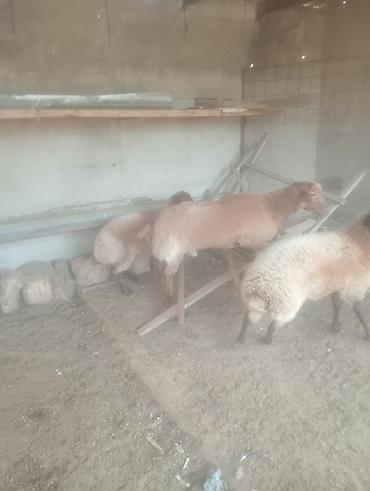 damazlıq heyvanların satışı: Dişi, il: 1, Ətlik — 2