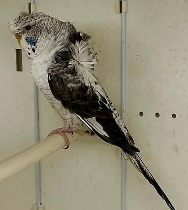 Tutuquşları: Yaponic cütü 70 azn — 5