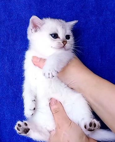 Pişiklər: Britan — 2