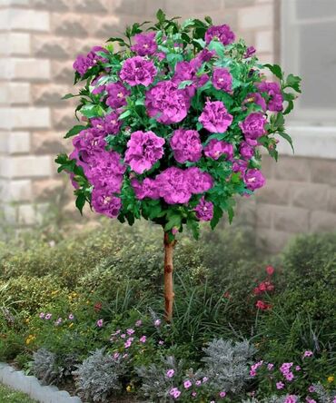 Питомник растений Кыргызстан: Древовидная махровая роза. Доставка по Бишкеку Кустарники Цветы