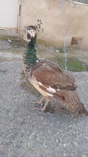 cüce yemi: Məhsul: Tavus quşu (dişi) Satılır Təsvir: - Növlər: Hind tavus quşu — 3