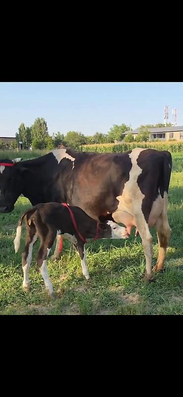 Inəklər, öküzlər: Satılır: inək və balası - Cins: qara-ağ alaca süd tipli inək - — 2