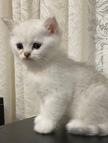 Pişiklər: Şinşilla — 3