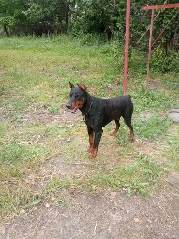 i̇tlər doberman: Doberman, 7 ay, Erkek, Peyvəndli, Ödənişli çatdırılma