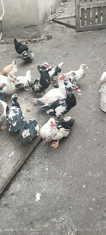 yerli qaz: Qaz ordey qaz 40 ordey 20 25 — 1