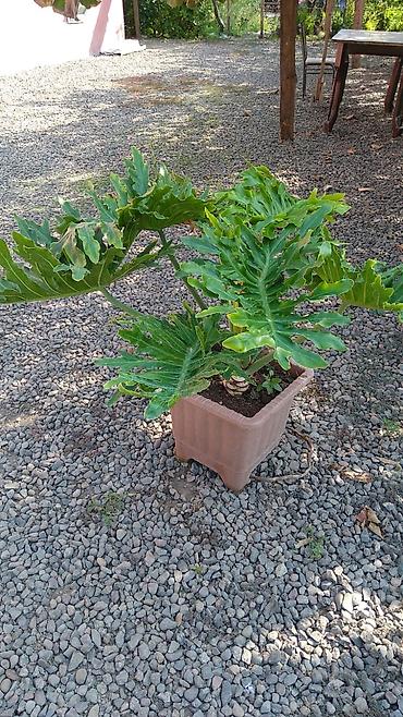 мох: Filodendron Selloum (Philodendron bipinnatifidum) – böyük dekorativ — 2