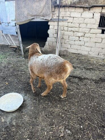 Бараны, овцы: Продаю | Овца (самка) | Для разведения — 4