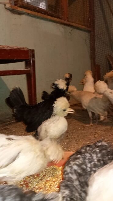 Коровы, быки: Məhsul: Toqquz-tüklü (toppuzbaş) dekorativ cücələr və gənc toyuqlar