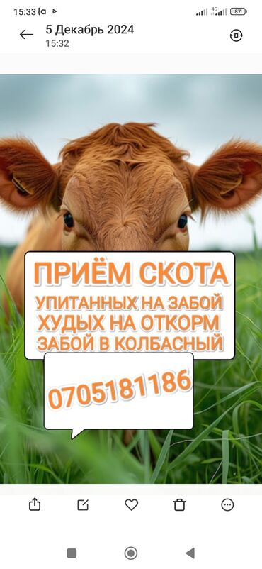 щвиц бука: Куплю | Коровы, быки, Лошади, кони | Любое состояние, На забой, на мясо, Круглосуточно