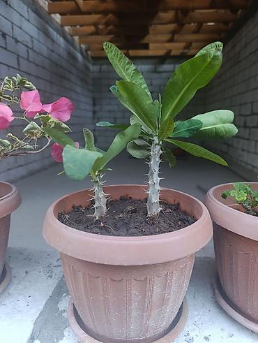 Молочаи: Комнатное растение «Молочай Милла» (Euphorbia milii, «Корона Христа») — 7