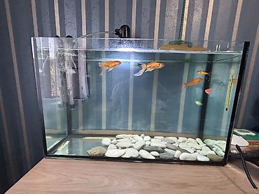 Akvariumlar: Salam. Satılır. Akvarium fabrik istehsalıdır. 80lt - dir. Filter 950F — 2