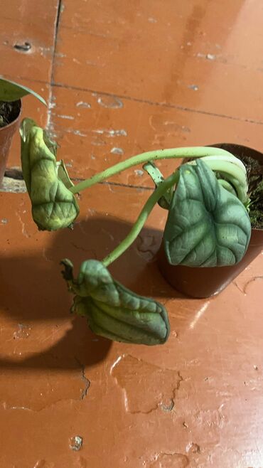 Другие услуги: Продаю цветы😍 Очень много разных 🪴🎋🍃🌱 Антуриумы Спатифиллум Алоказия — 4