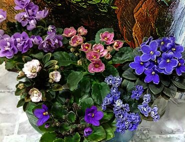 Фиалки и глоксинии: В продаже детки,пасынки сортовых мини и полумини фиалок 🌺🌿🌺 at lalafo.kg — 14 Фиалки и глоксинии: В продаже детки,пасынки сортовых мини и полумини фиалок 🌺🌿🌺 — 14