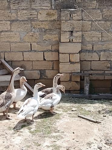 labrador satilir: Erkek 50 azn disiler 35 azn 4 eded disidir. disiler 11 aylıqdı. Qazlar — 3