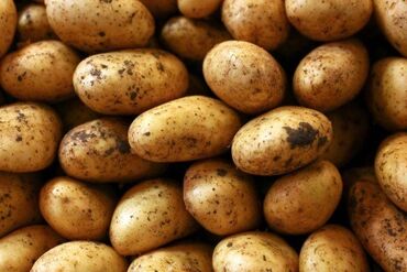 podarok zhene na den rozhdeniya: Продается отборный картофель, сорт Джелли. Теплоключенка