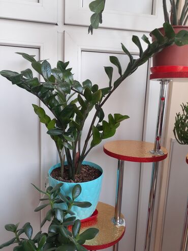 gul ekmek ucun qablar: Bitki: Zamiokulkas zamiifolia (ZZ plant) Təsvir: - Qalın, parlaq