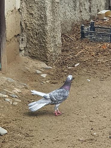 Quşlar: Hündür ayaq 19 tük erkək mor çil, 16 tük maya.Cüt deyillər, qiymət — 9