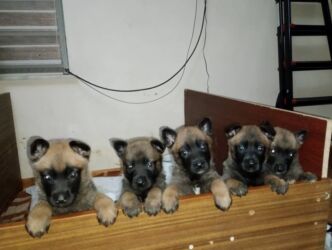 домик для животных: Продаются щенки. Возраст 1,5 месяца. Метисы (мама бельгийская овчарка