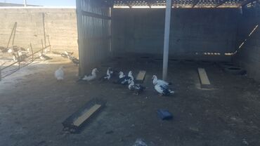 дикие птицы кыргызстана: Продаю гусей 10 штук