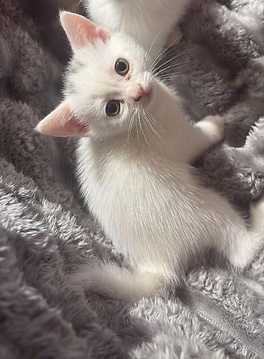 Pişiklər: Britan — 6