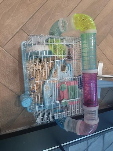 Gəmiricilər: Hamster ailəsi yuva ile birge satilir.umumilikde 5 i kicik olmaqla — 8