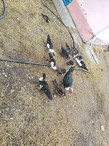 ucuz toyuq satisi: Muscovy ördəkləri (indo-ördəklər) – qarışıq rənglərdə sürü - — 6