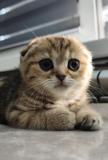 Продажа кошек: Скотиш Фолд (Шотландская вислоухая), 2 месяца, Девочка — 4