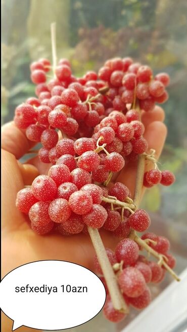 Şitillər: Salam Güllər Rusiyada gelib xarici gülldü nömrədə whatsapp var — 5