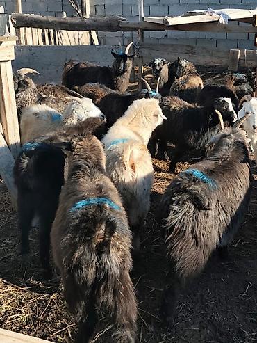 Козы, козлы: Продаю | Коза (самка), Козёл (самец), Козлёнок — 6