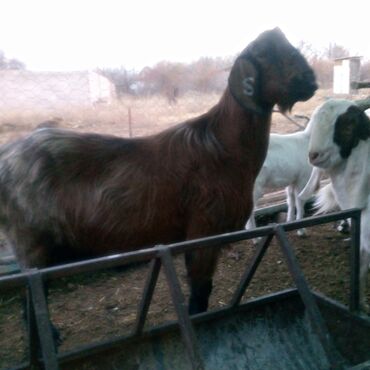 Козы, козлы: Продаю | Коза (самка) | Для разведения | Племенные — 3