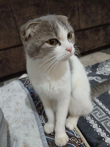 кошка манас: Кошка даром: Скотиш Страйт (Шотландская прямоухая), Девочка — 2