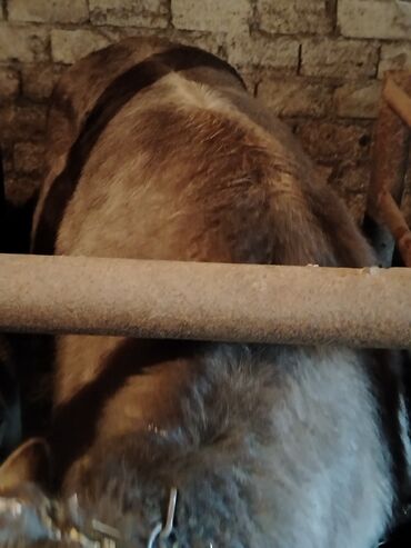 Inəklər, öküzlər: 6 baş dana satılır — 18