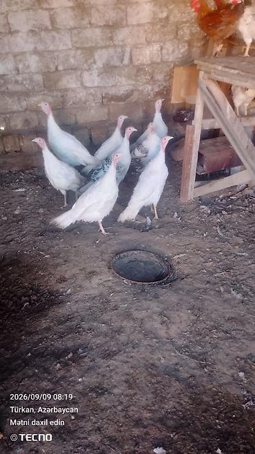 hinduşka yumurtası satışı: Məhsul: Hind quşları (Türki) - Rəng ag bir cut disi 6 ayliq - Say — 1