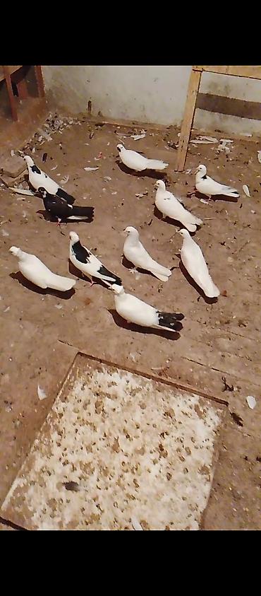 goyercin sumqayit: 14 quşdu təmiz sağlam . vatçap aktivdir — 3