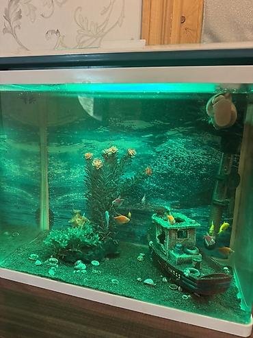 Akvariumlar: Dördbucaq akvarium, Balıqlarla birlikdə, 40 l, Ünvandan götürmə, Pulsuz çatdırılma — 3