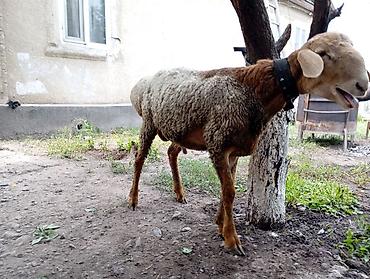 Баран, овца: Продаю | Баран (самец) — 8