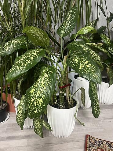 Диффенбахии: Комнатные растения в декоративных горшках - Диффенбахия крупнолистная — 4