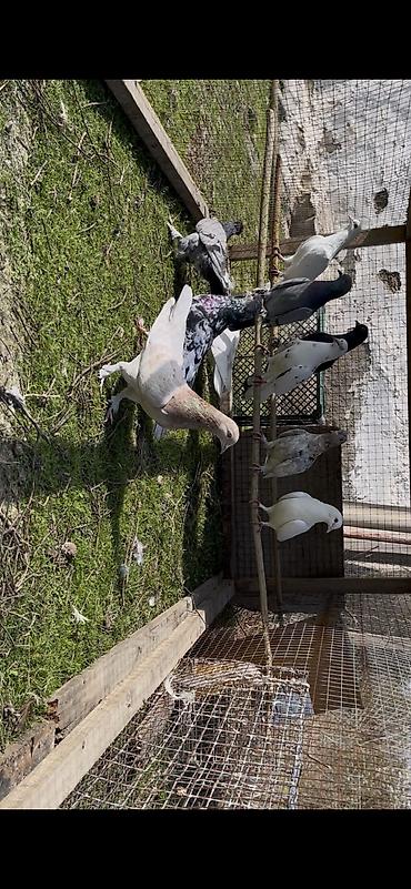 Göyərçinlər: Tek tek de satılır optavoyda — 9