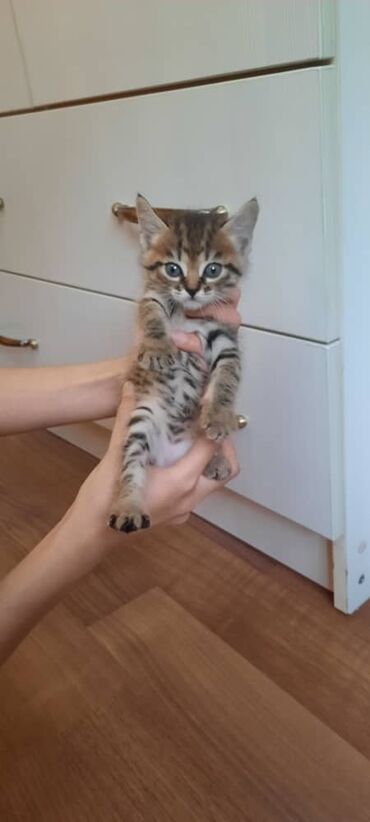 купить домик для кошки недорого: Кошка даром: Скотиш Фолд (Шотландская вислоухая), 2 месяца, Мальчик, Метис, Приучена к лотку