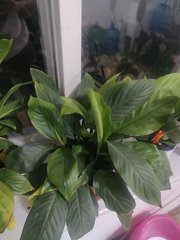 спатифиллум: Спатифиллум (Spathiphyllum) — комнатные растения в горшках. за все — 4