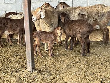 Баран, овца: Продаю | Овца (самка) | Для разведения | Матка at lalafo.kg — 5 Баран, овца: Продаю | Овца (самка) | Для разведения | Матка — 5